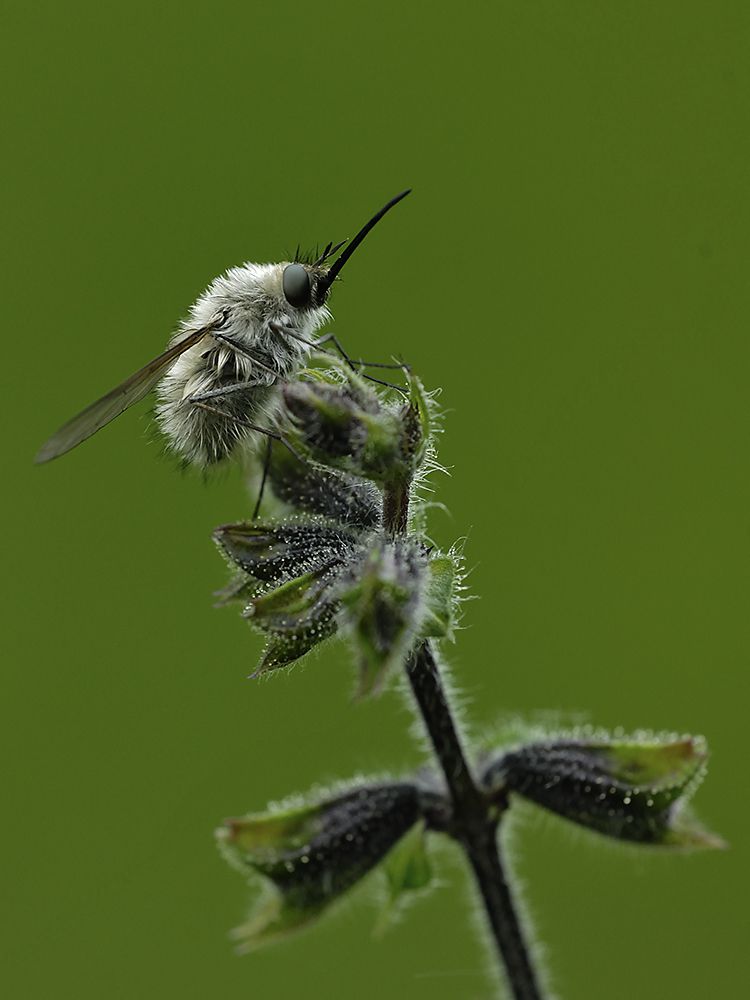 Násfayné Kőházi Mária