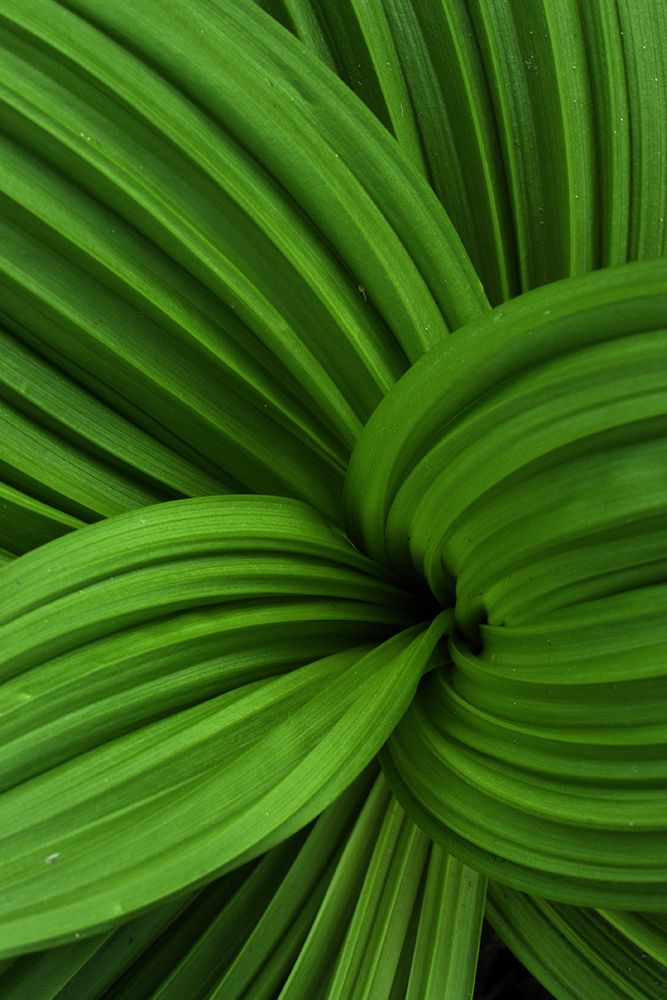 Násfayné Kőházi Mária