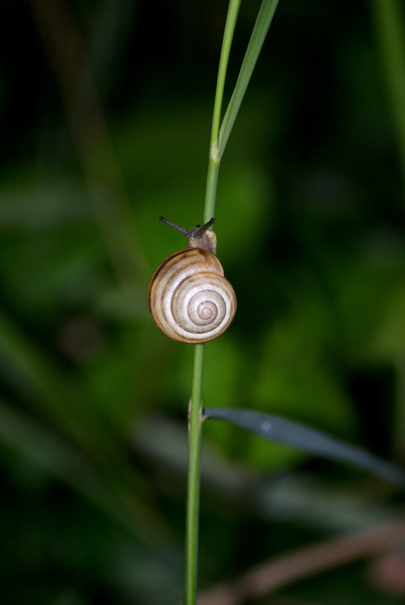Laczkó-Magyar György