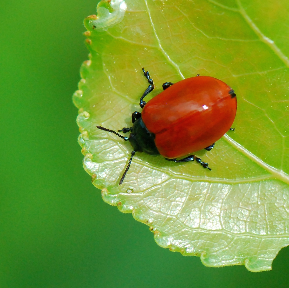 Gaál Zoltán Péter
