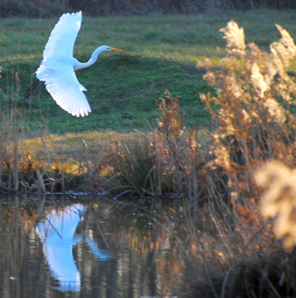 Gaál Zoltán Péter