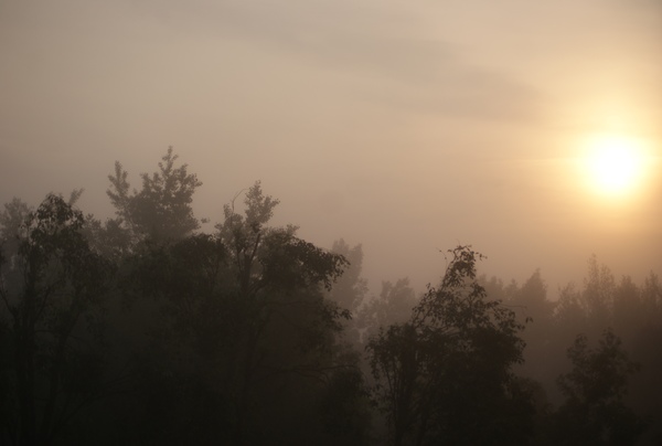 Jó reggelt Farkaserdő!