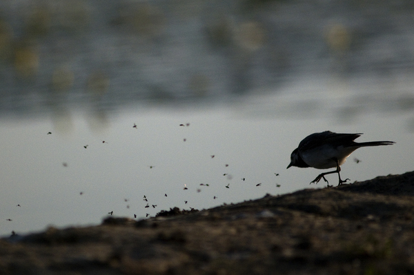 &quot;Légykapó&quot;
