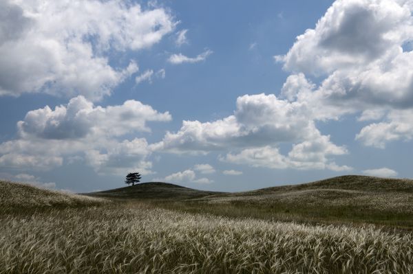 Árvalányország