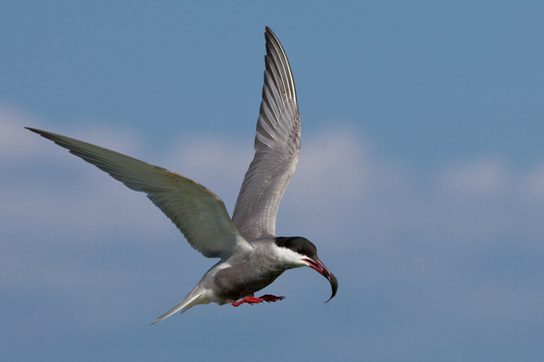 Ez is a fiókáké lesz!