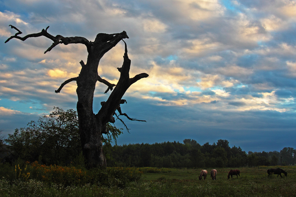 Sárkánymama gyermekeivel
