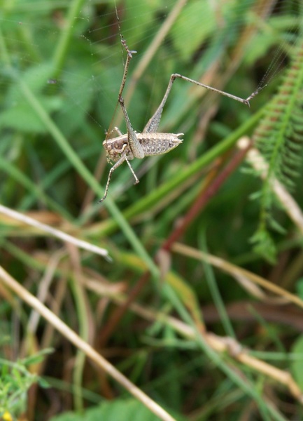 Ez nem az,aminek látszik
