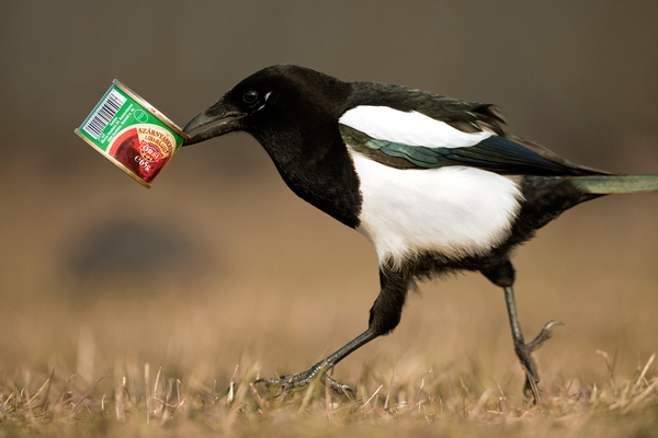 Szárnyaskrém libamájjal