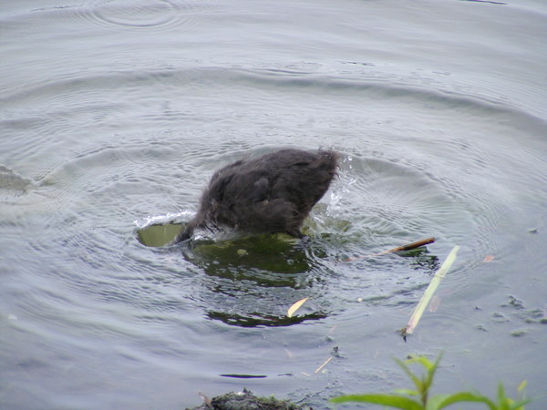 Aki lyukat ütött a vízbe
