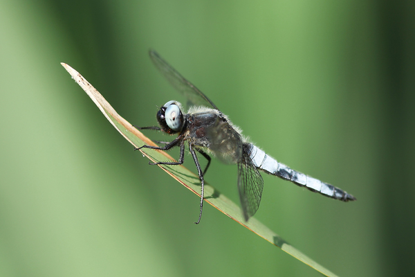 Kék szem többet lát