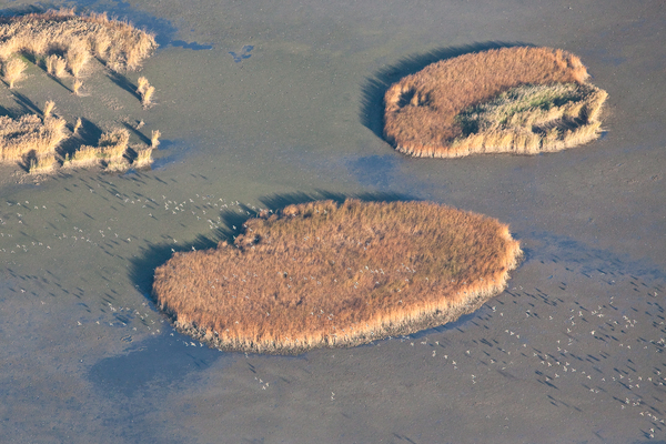 Ludak a nádsziget felett