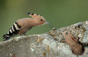 BETONFÉSZEK BETONFÉSZEK