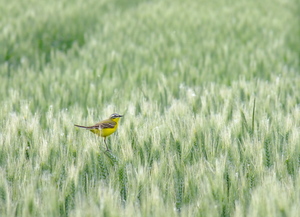 Sárga billegető Sárga billegető