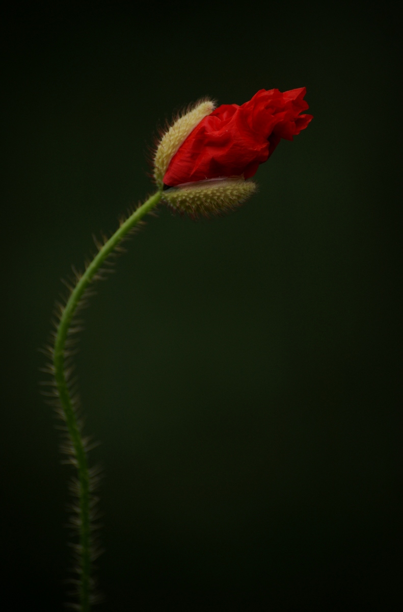 Laczkó-Magyar György