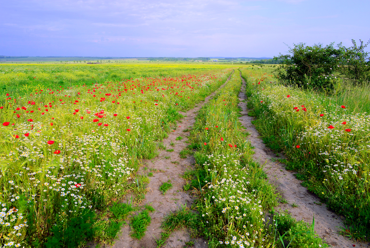 Gaál Zoltán Péter