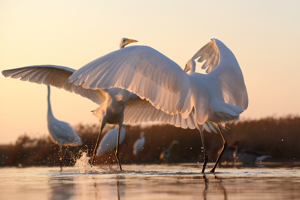Gaál Zoltán Péter