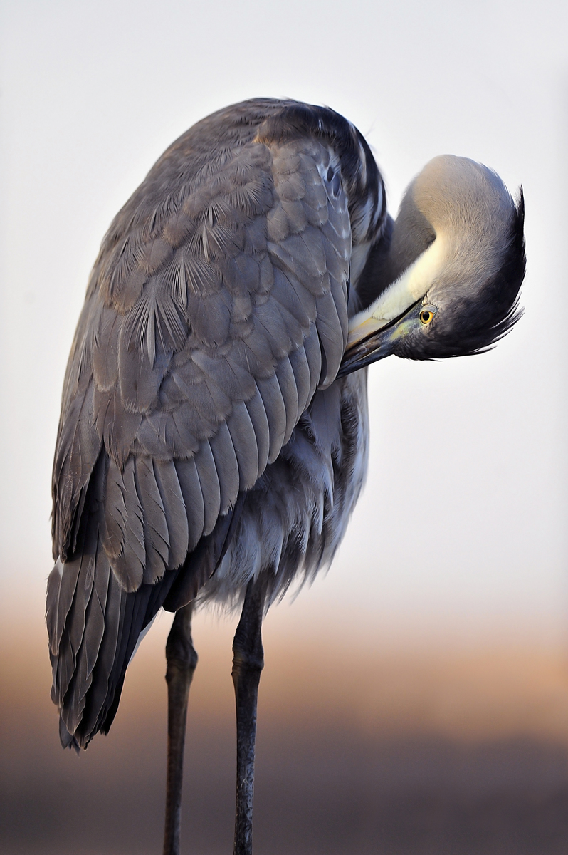 Gaál Zoltán Péter