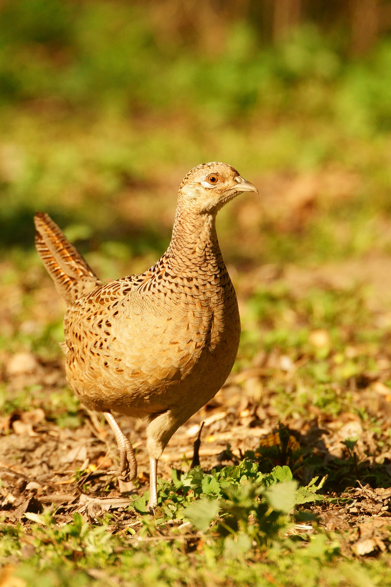 Kalmár Lajos Gábor