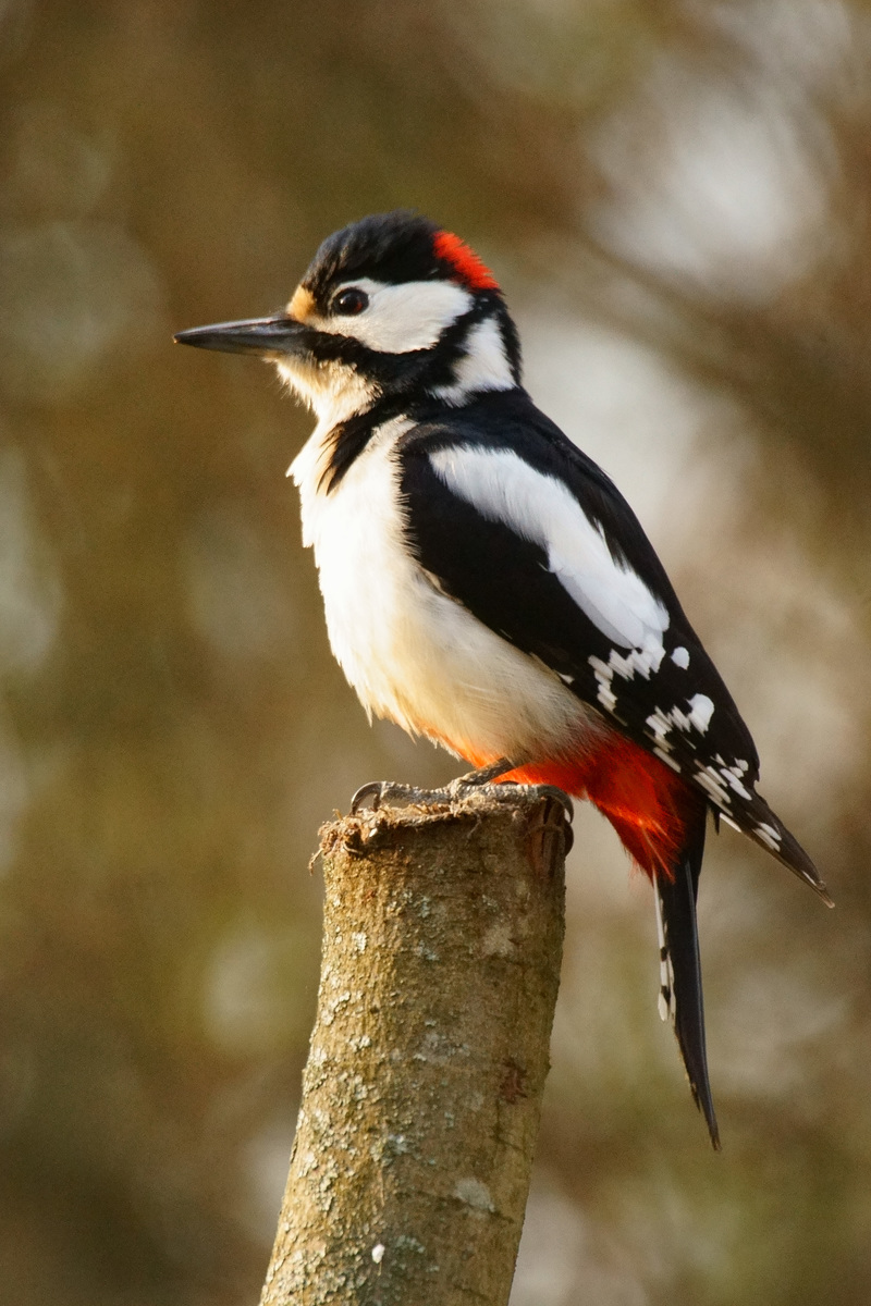 Kalmár Lajos Gábor