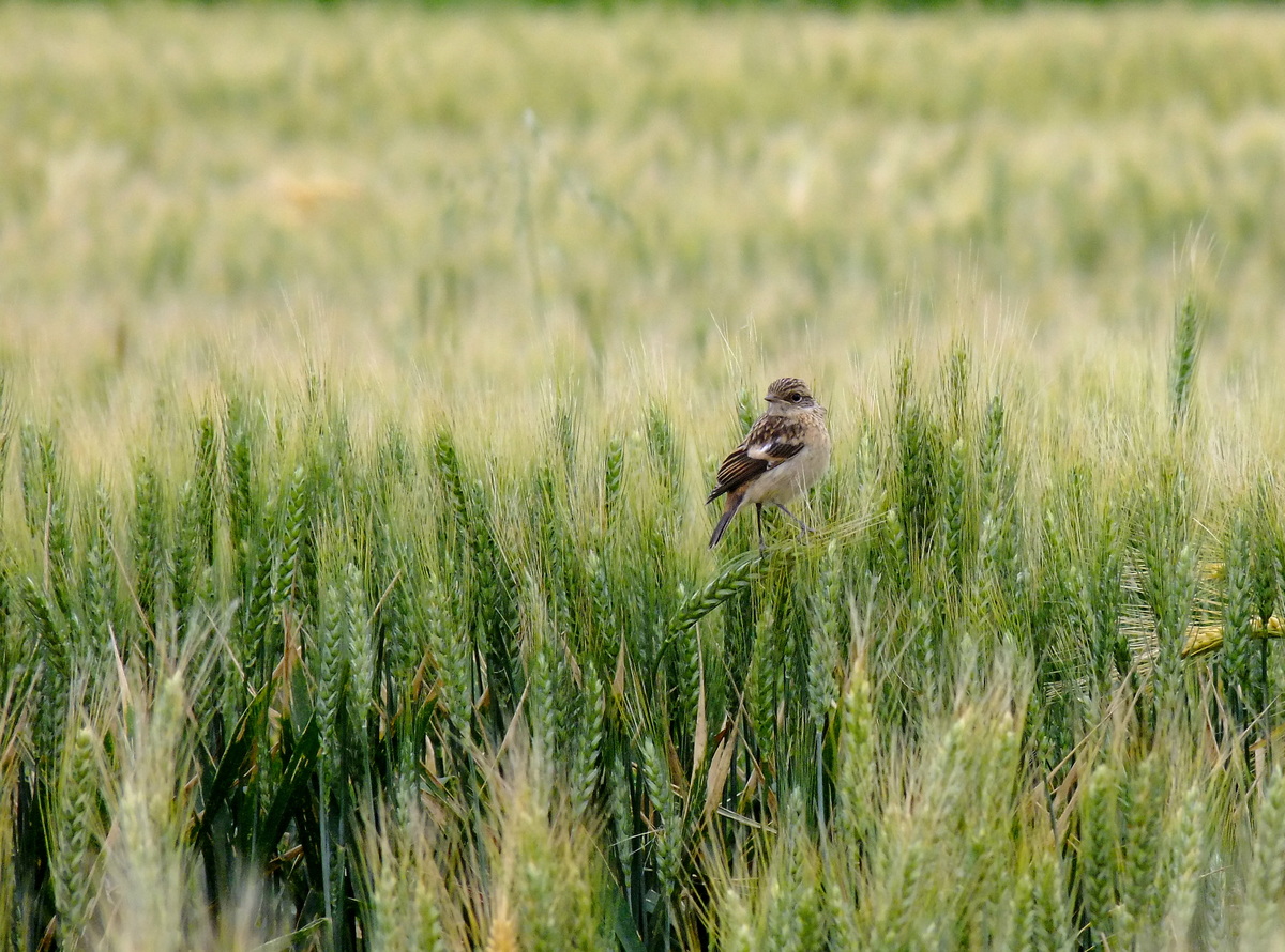 Horváth-Papp Zsuzsanna