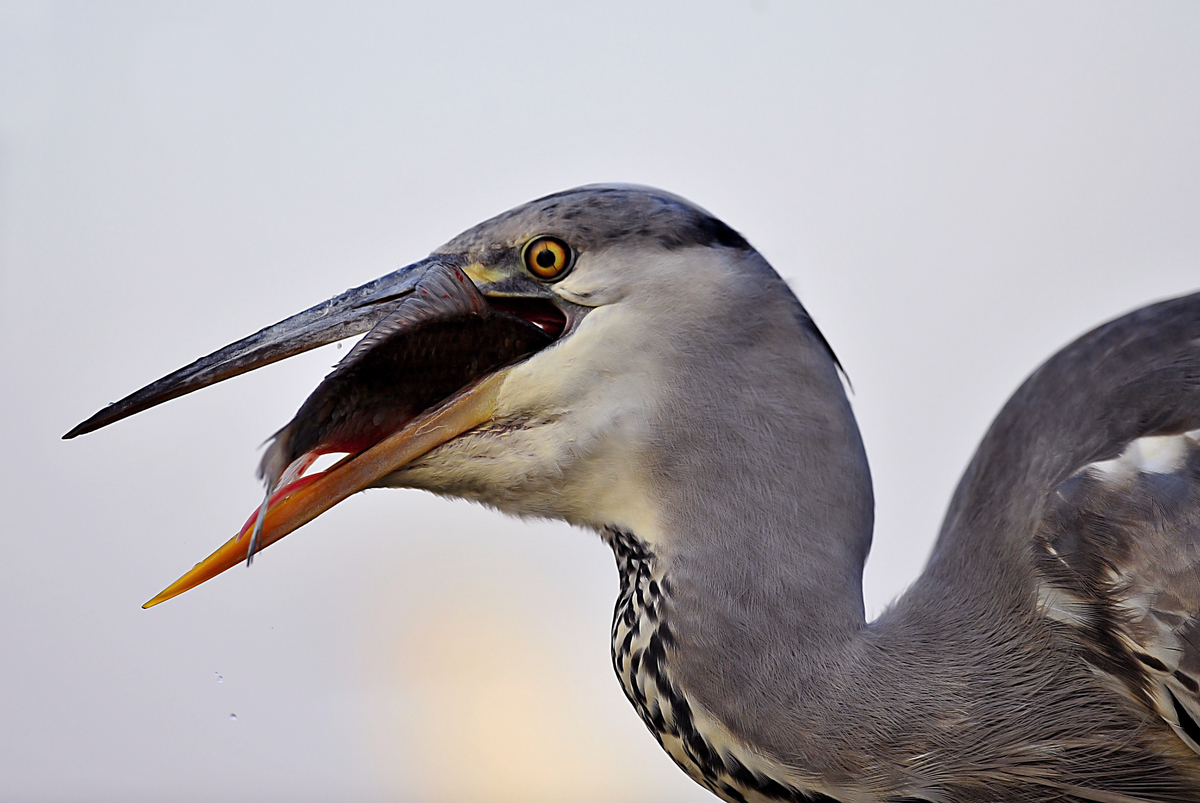 Gaál Zoltán Péter