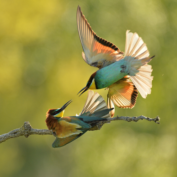 Csete-paté méhészmadár módra