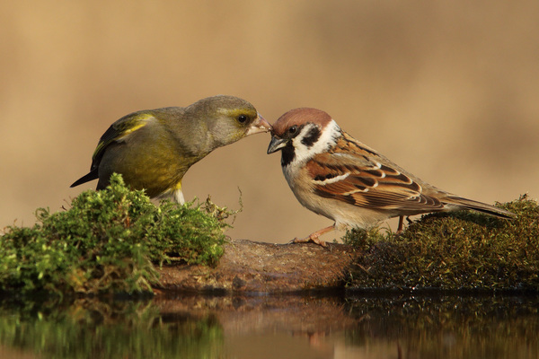 No-no, ez az én helyem!