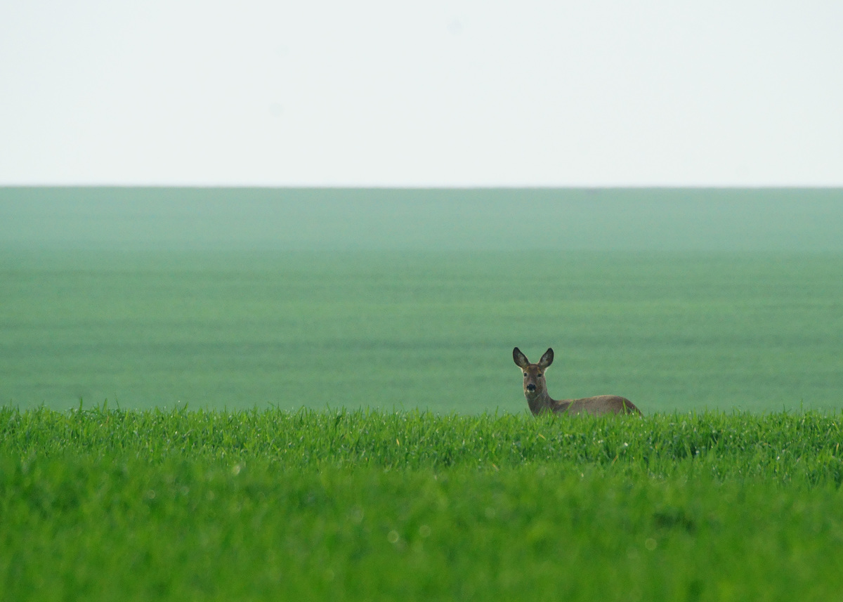 Kalmár Lajos Gábor