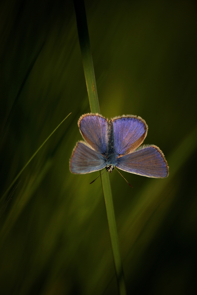 Laczkó-Magyar György