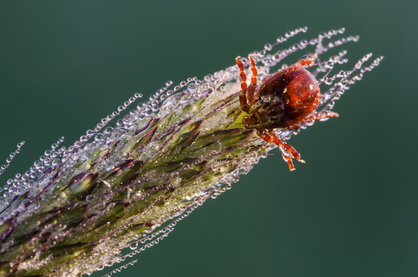 Hosszú, méla lesben