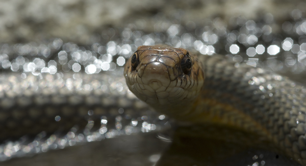 Kicsit másképp Coluber caspius, olykor Dolichophis