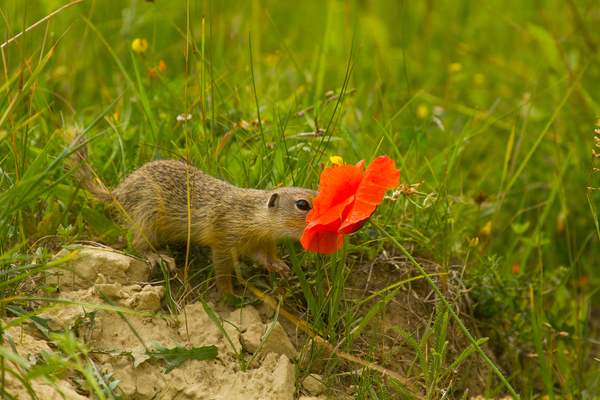 Aki a virágot szereti...
