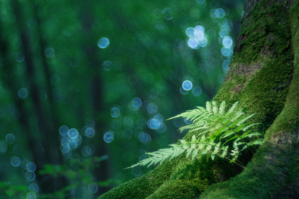 Páfrányok földjén