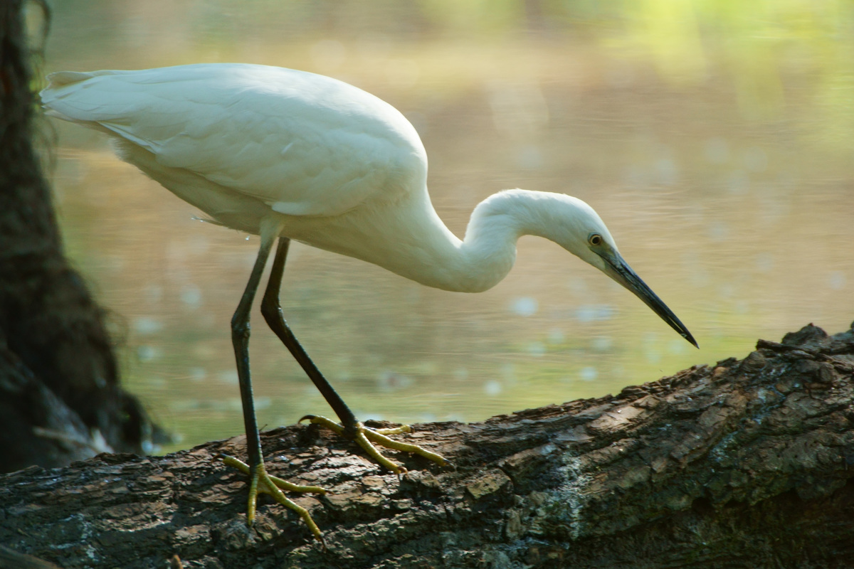 Kalmár Lajos Gábor