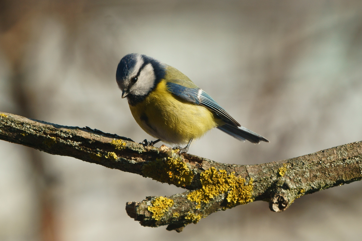 Kalmár Lajos Gábor