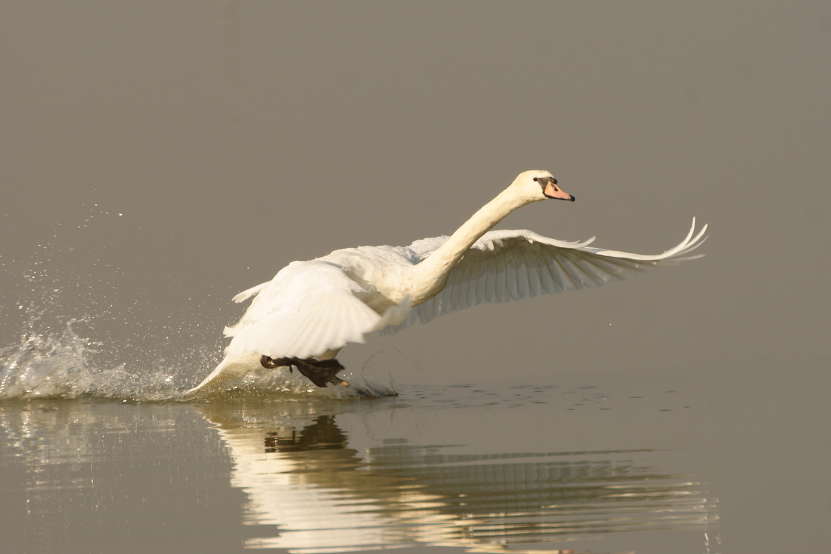 Kalmár Lajos Gábor
