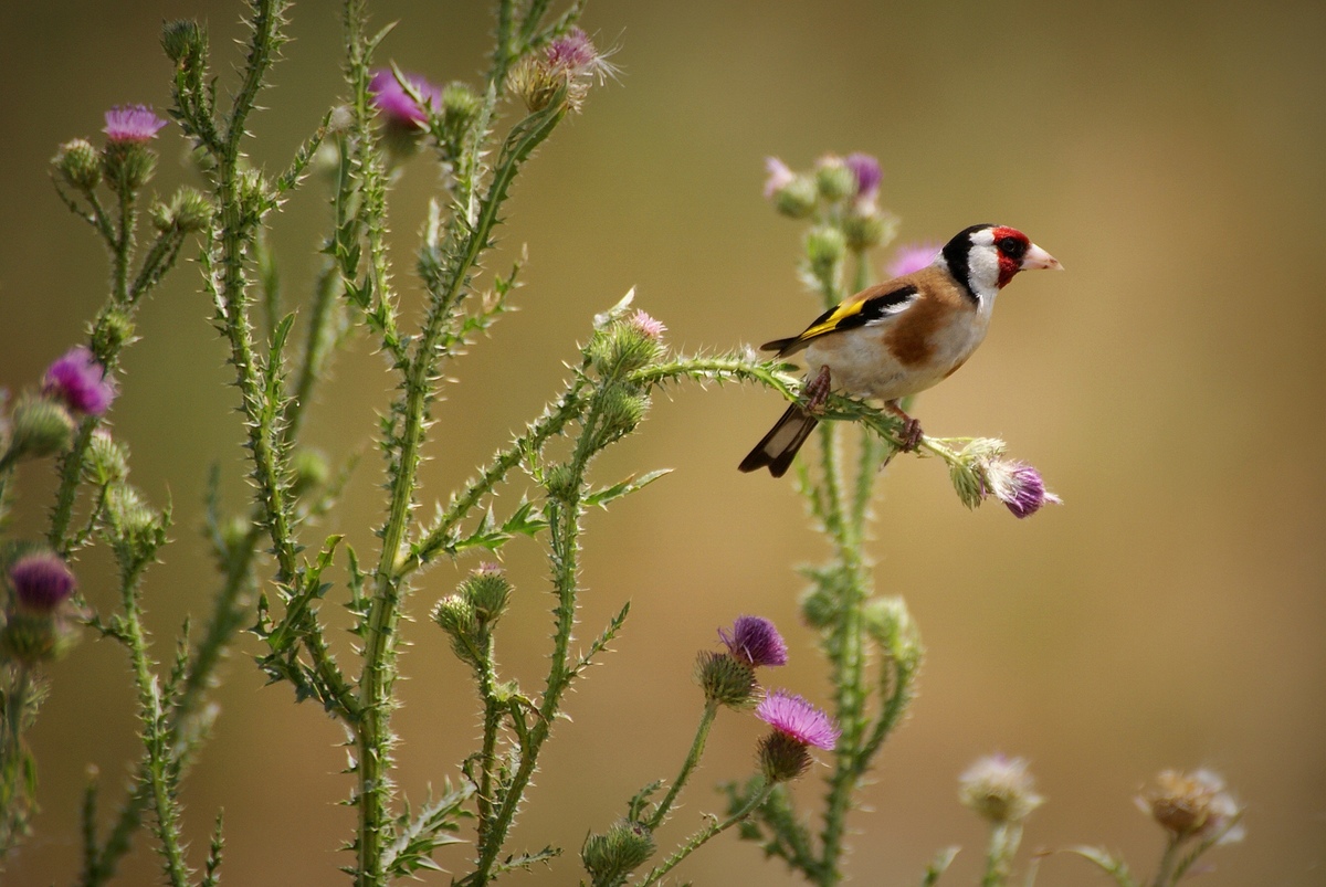 Laczkó-Magyar György
