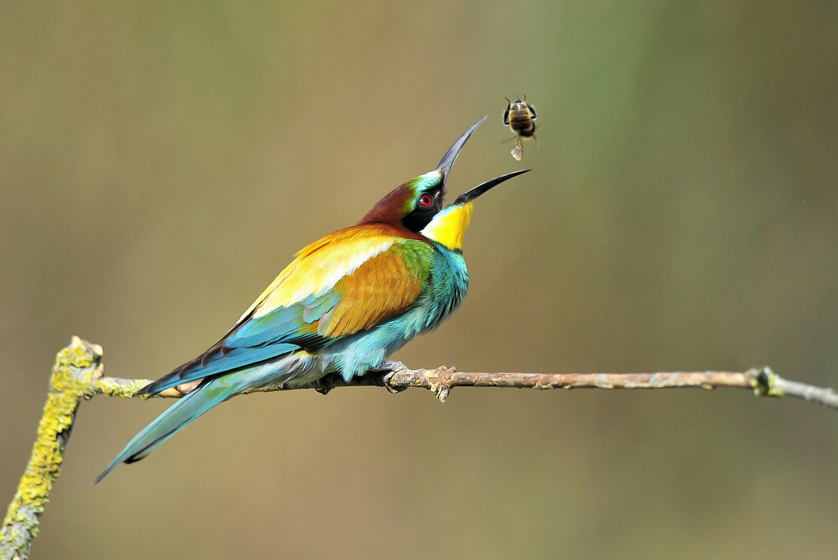 Gaál Zoltán Péter