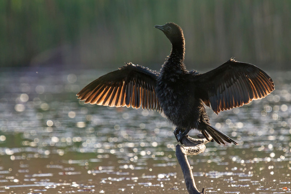 Reggeli szárítkozás