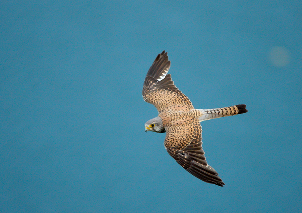 Vörös vércse a tó felett