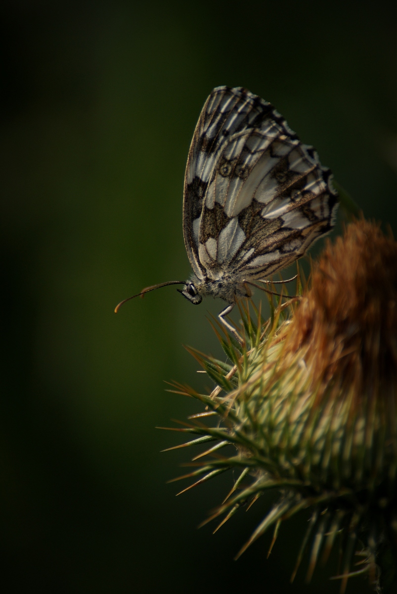 Laczkó-Magyar György