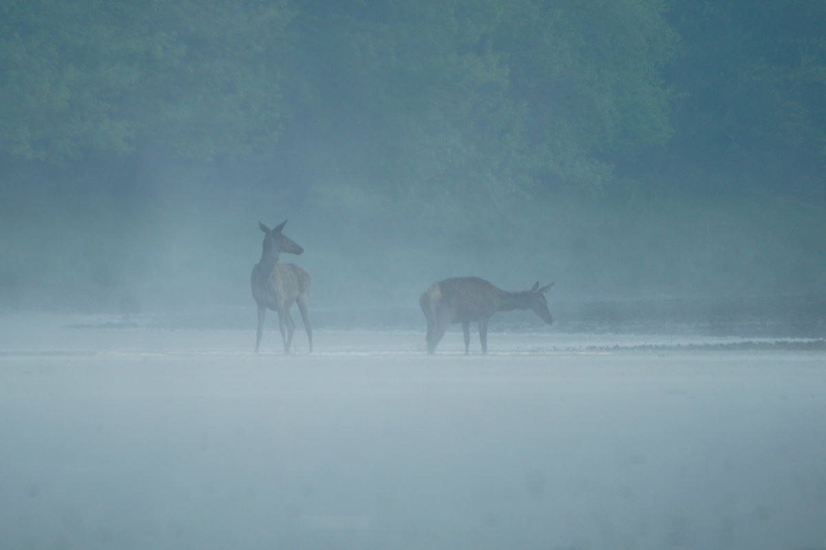 Kalmár Lajos Gábor
