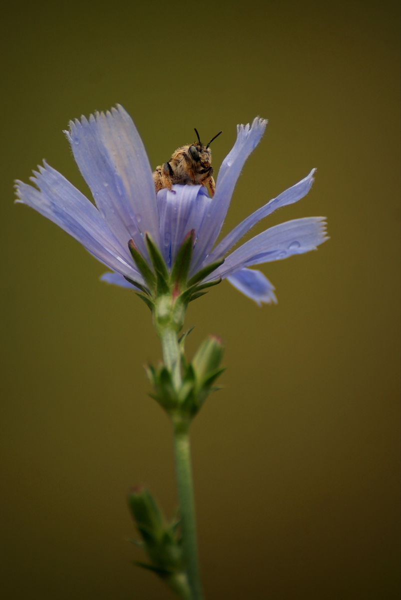 Laczkó-Magyar György