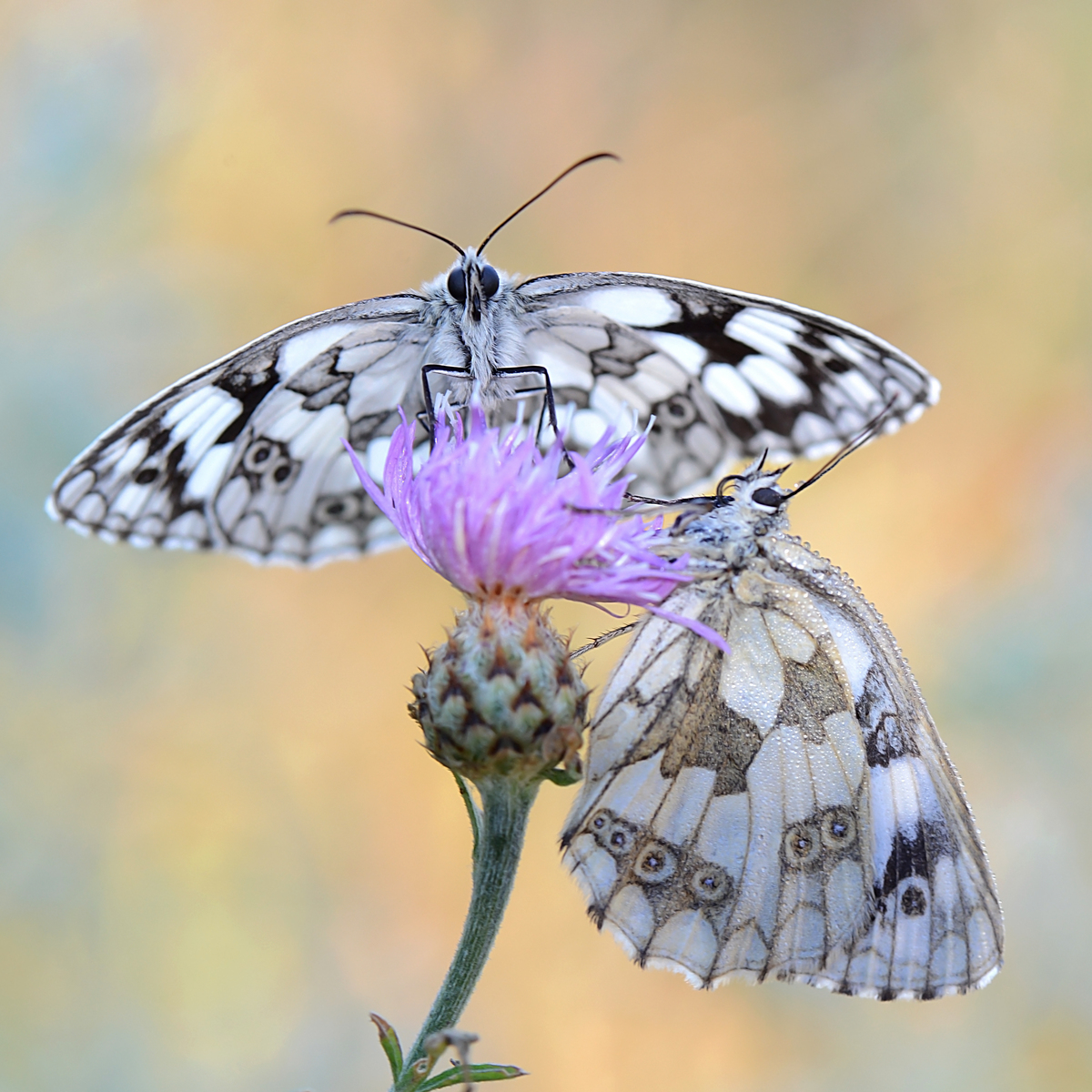 Gaál Zoltán Péter