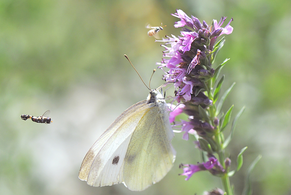 Gaál Zoltán Péter