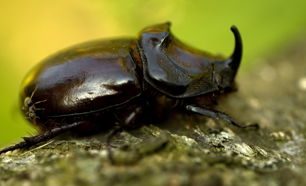 Oryctes nasicornis