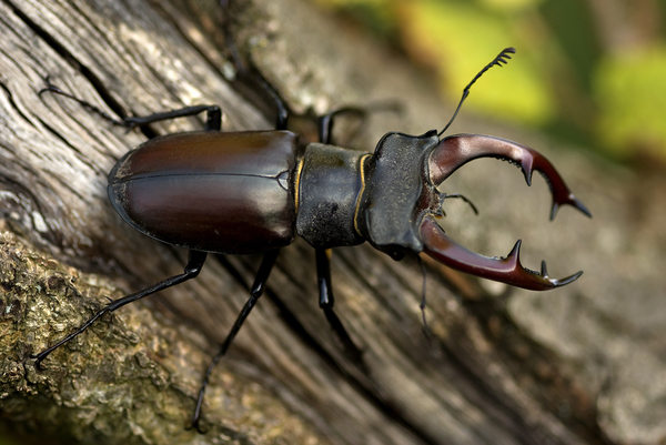 Lucanus cervus