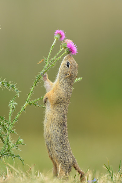 Virágot a zsürinek!