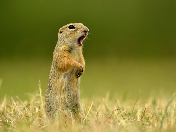 Hahó! Egyéb állatkategória vagyok én is!