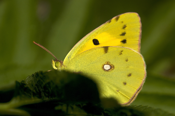 Colias sareptensis
